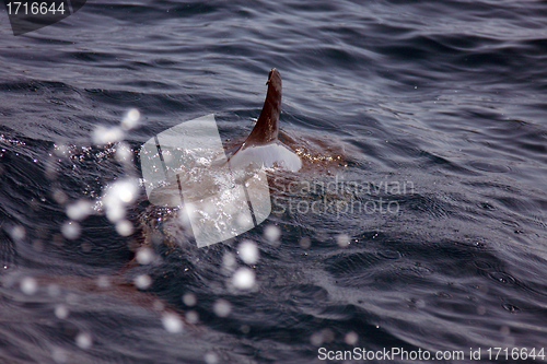 Image of beautiful dolphins in the ocean