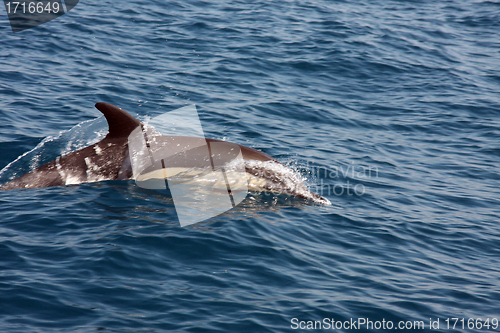 Image of beautiful dolphins in the ocean