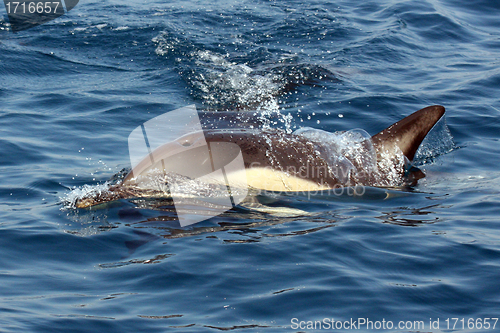 Image of beautiful dolphins in the ocean