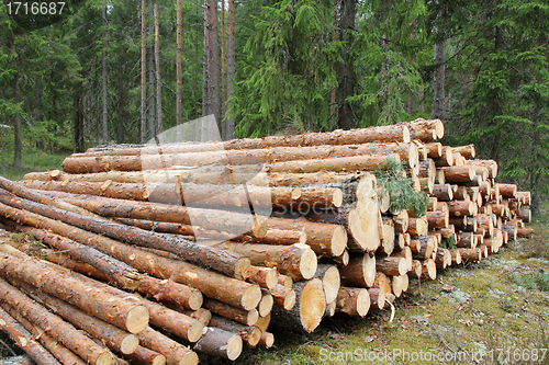 Image of Pine Logs in Green Forest