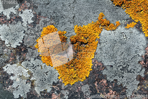 Image of Xanthoria parietina lichen (Common orange lichen) on granite wall