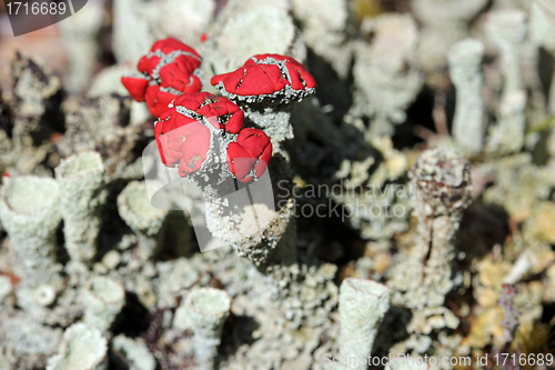 Image of Close up of Cladonia pleurota Cup lichen