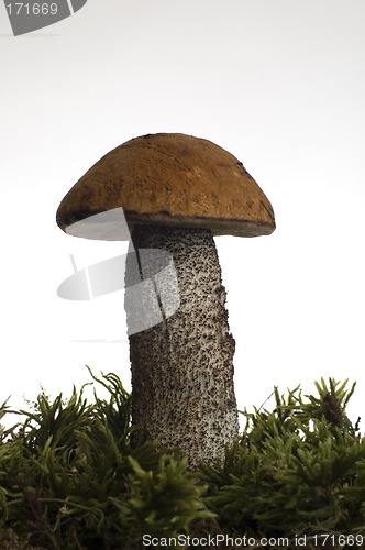 Image of mushroom