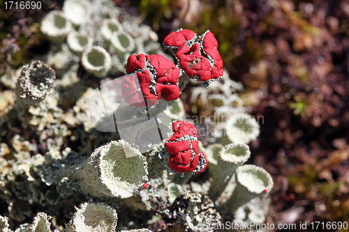 Image of Cladonia pleurota Cup lichens