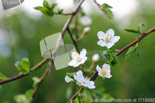 Image of White Plum tree flowers with bokeh