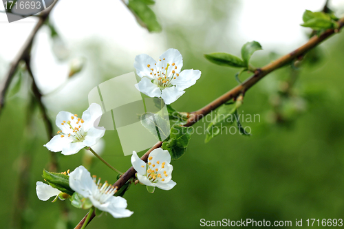 Image of White Plum tree flowers