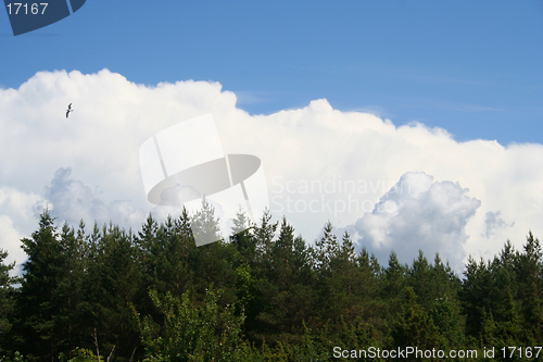 Image of Sky, clouds, forest