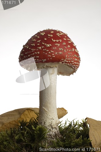 Image of red mushroom