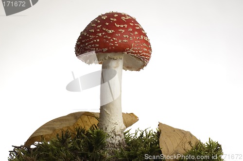 Image of red mushroom