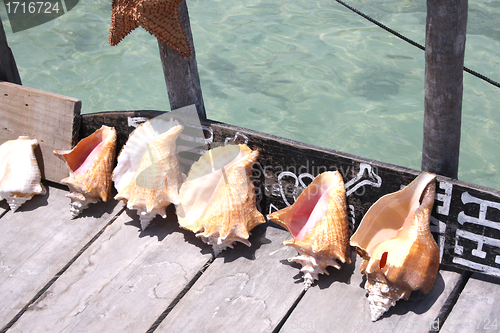 Image of Seashells on Pier