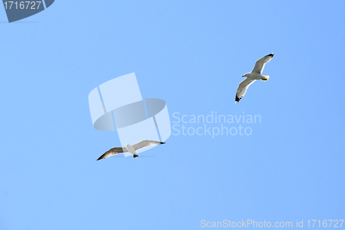 Image of Two Seagulls in Flight