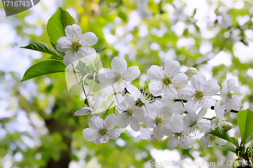 Image of branch of blossoming tree