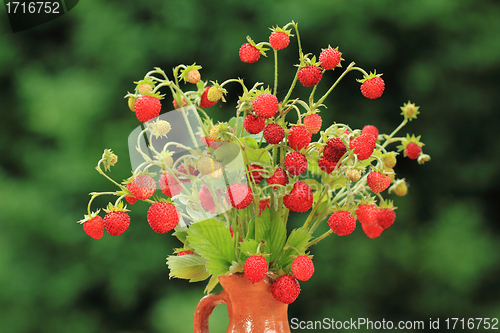 Image of Wild strawberry