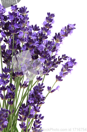 Image of Lavender