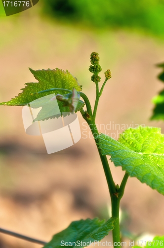 Image of Young Grapes