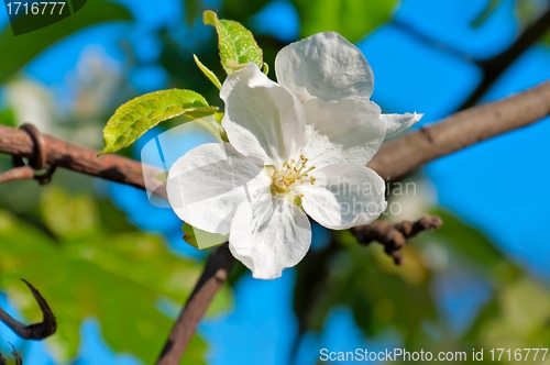 Image of Apple Trees Flower