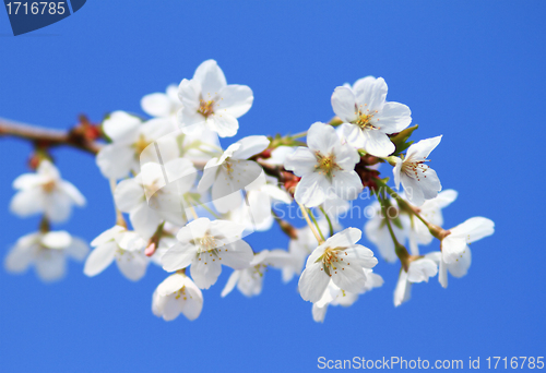 Image of Cherry blossom against
