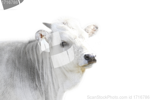 Image of Hungarian grey cattle