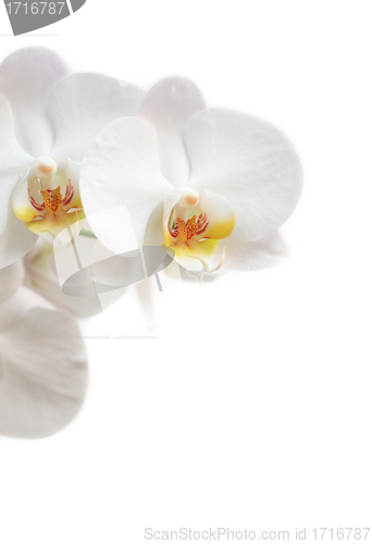 Image of phalaenopsis flower