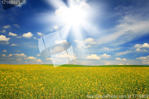 Image of Rape field