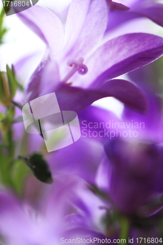 Image of Campanula Bellflowers