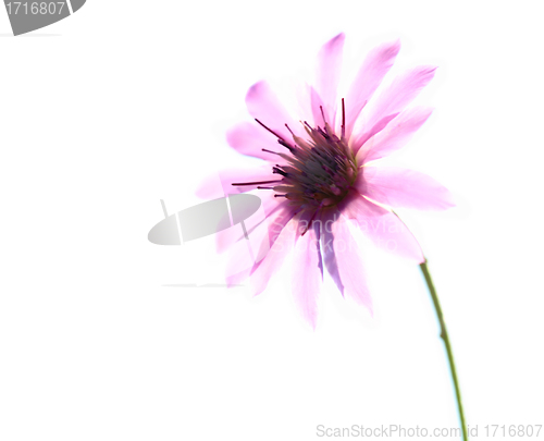Image of Anemone nemorosa