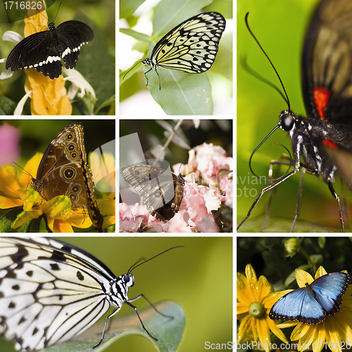 Image of Butterfly Collage