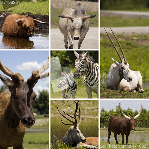 Image of Animals Collage
