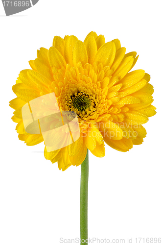 Image of Yellow gerbera daisy flower