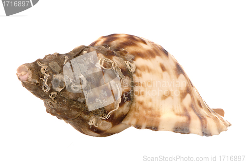 Image of Sea shell