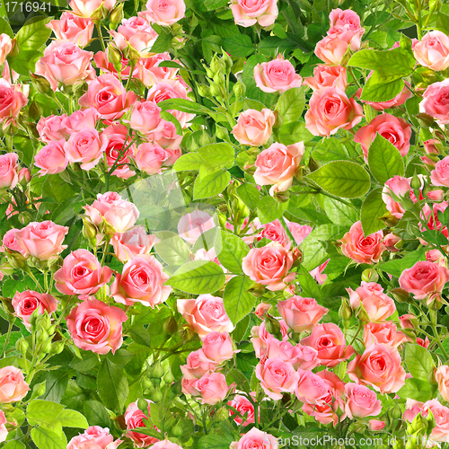 Image of Background of branches with pink roses flowers