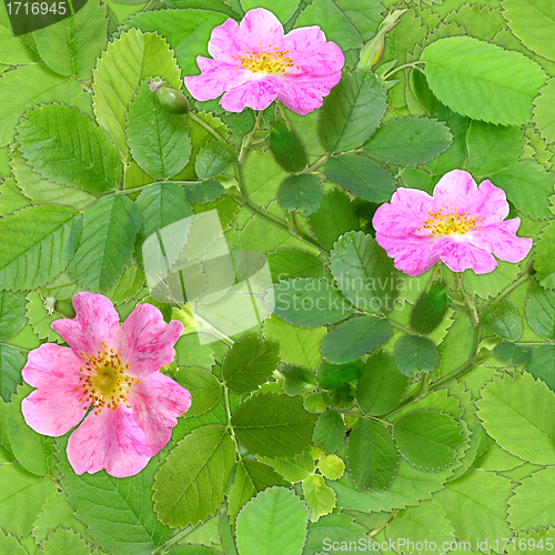 Image of Seamless pattern of pink dog-rose flowers