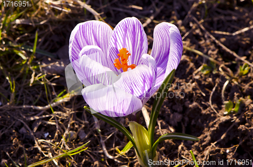 Image of macro closeup crocus saffron first spring flower 