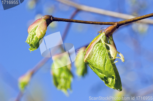 Image of macro small spider on linden tree leaves in spring 