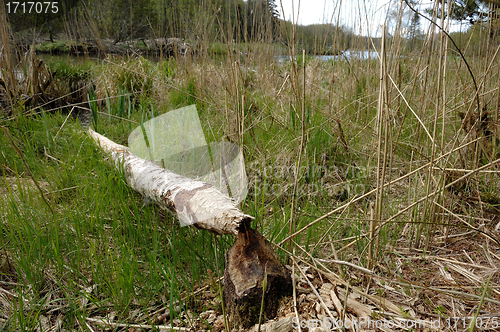 Image of Work of Beavers