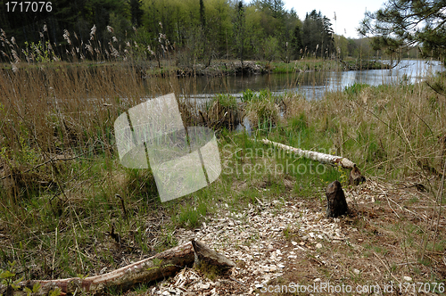 Image of The Traces of Beavers 