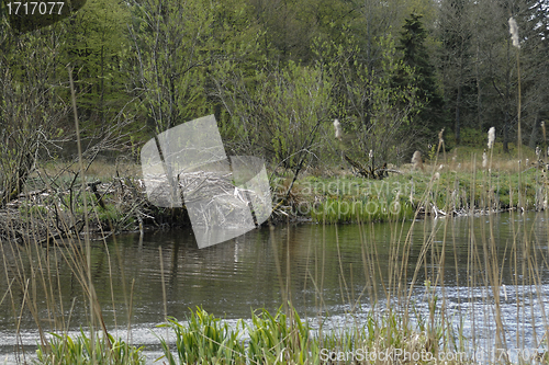 Image of  Beaver's Lodge 