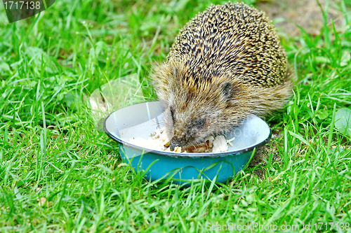 Image of  Wild Hedgehog 