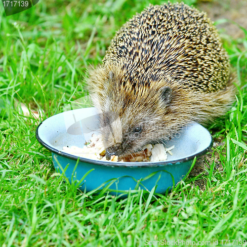 Image of  Wild Hedgehog 