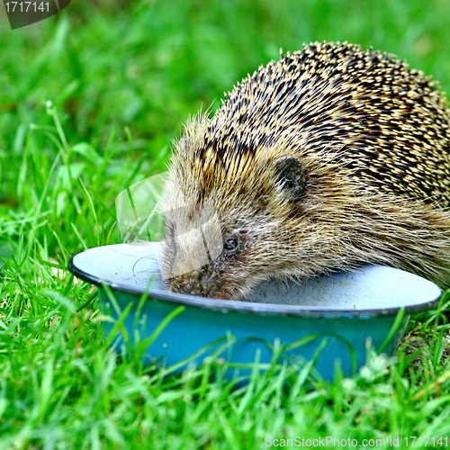 Image of  Wild Hedgehog 