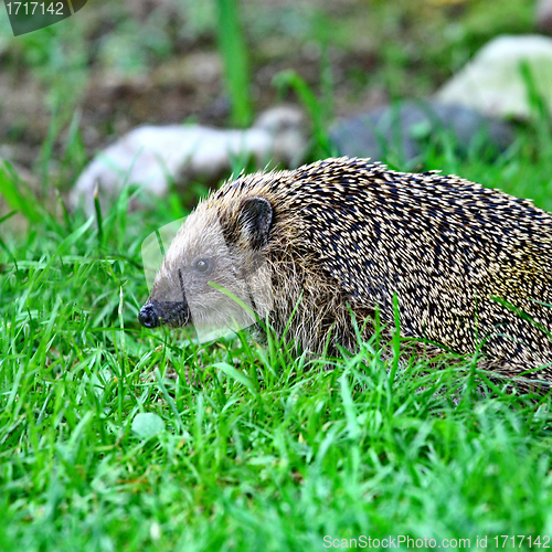 Image of Wild hedgehog 