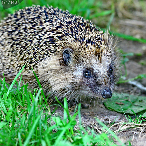 Image of Wild hedgehog 