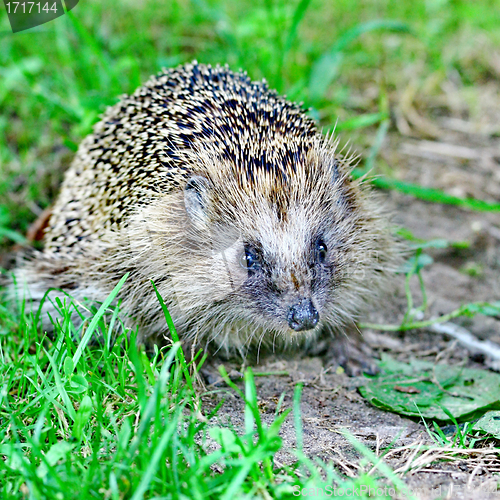 Image of Wild hedgehog 