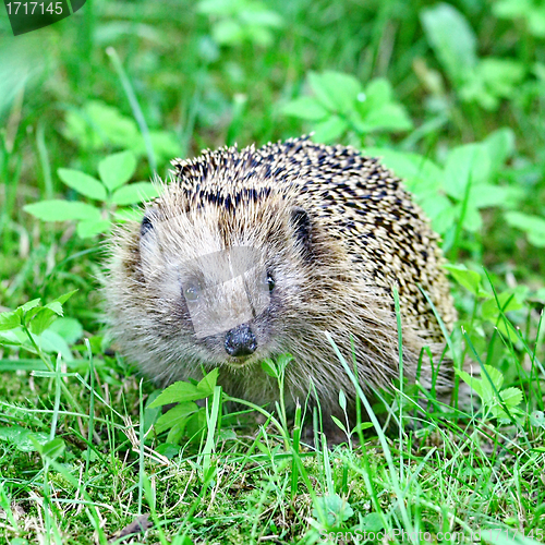 Image of Wild hedgehog 