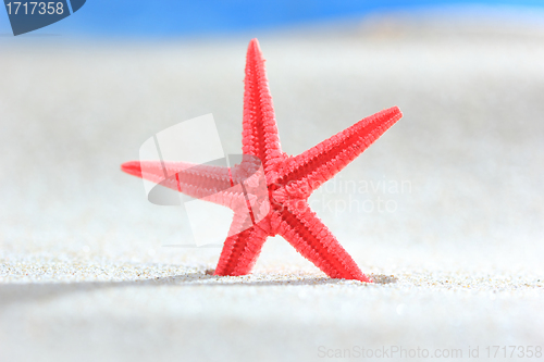 Image of sea shell on the beach