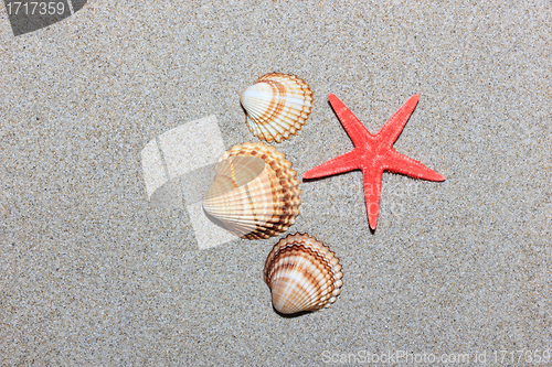 Image of seashell and starfish in white sand beach