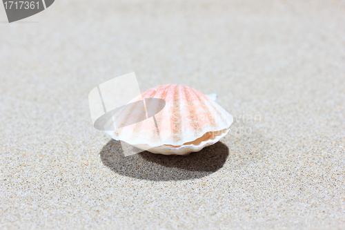 Image of Seashell on caribbean beach, closed-up