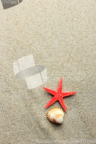 Image of seashell and starfish in white sand beach