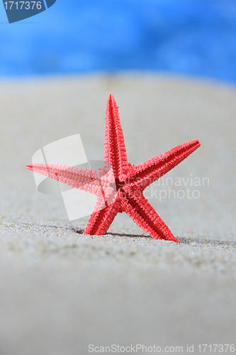 Image of sea shell on the beach