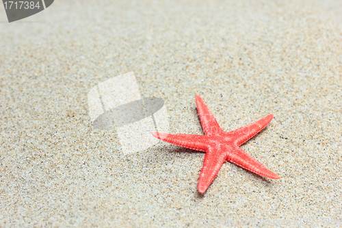 Image of sea shell on the beach